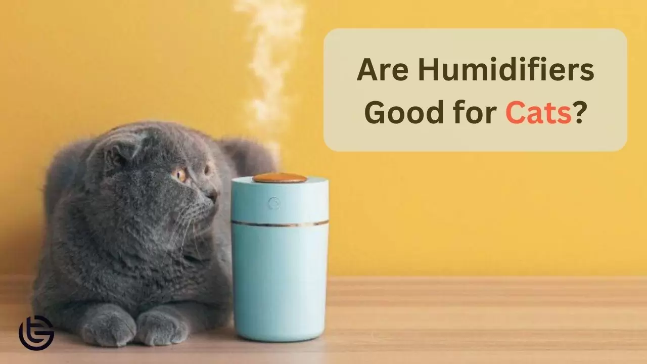 Are Humidifiers Good for Cats?