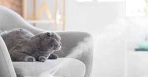  Cool mist humidifiers are safe for cats as they don't emit hot steam that can burn their sensitive skin or cause respiratory issues. 